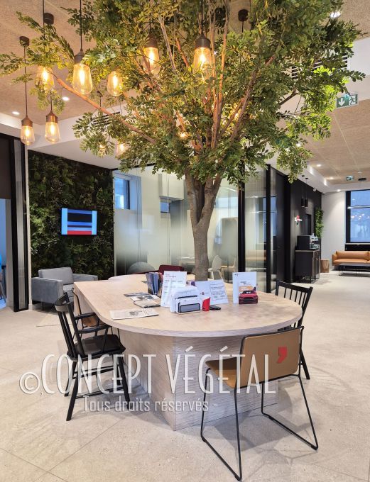 Arbre tropical bucida inséré au milieu d'une table de bureau en bois avec des ampoules de lumières suspendues