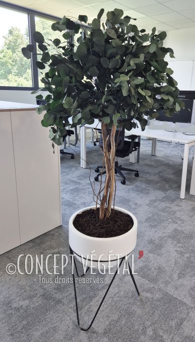 Petit arbre en forme de boule avec feuillage stabilisé populus dans un pot trépied blanc