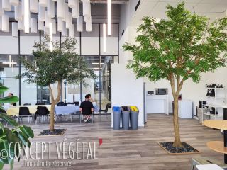 Arbres bucida et olivier dans un open space , plantés au sol 